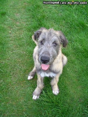 Irish Wolfhound