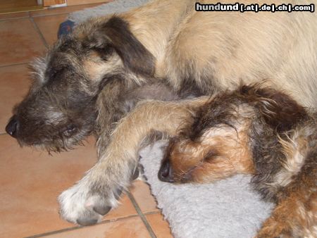 Irish Wolfhound Freunde-in jeder Lebenslage!