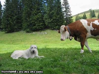 Irish Wolfhound Ob die wohl noch näher kommt?