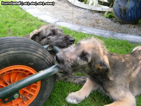 Irish Wolfhound ..iImmer bei der Arbeit