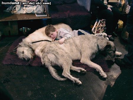 Irish Wolfhound Irish wolf cruft´s2000 burmingham