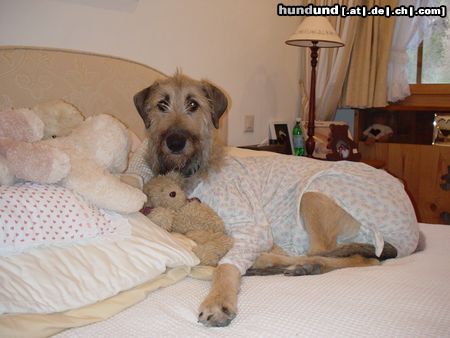 Irish Wolfhound Gute Nacht...