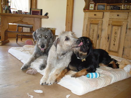 Irish Wolfhound Pasha, Nougat, Seña