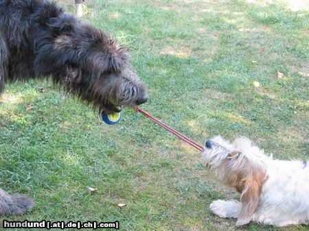 Irish Wolfhound David gegen Goliath!