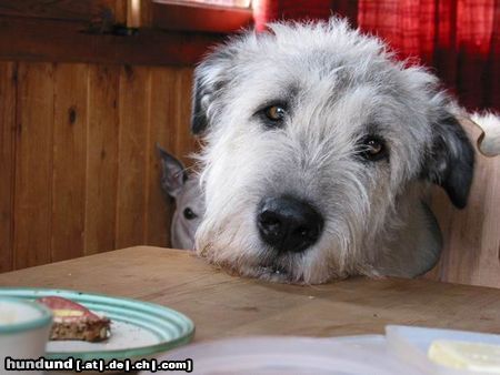 Irish Wolfhound Ich hab' sooooo hunger!