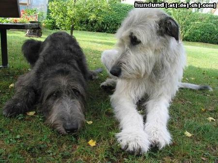 Irish Wolfhound Freunde!