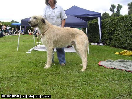 Irish Wolfhound Ausstellung in Heidenau