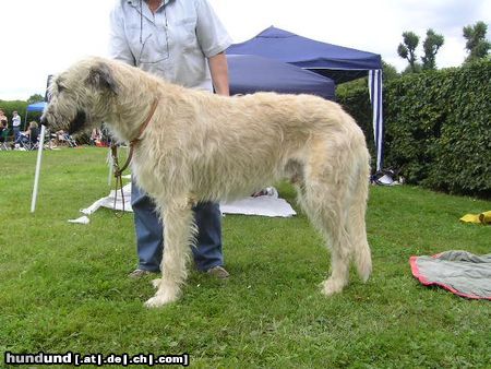 Irish Wolfhound Ausstellung in Heidenau