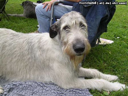 Irish Wolfhound Ausstellung in Heidenau