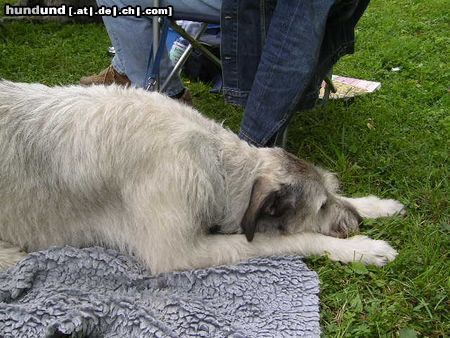 Irish Wolfhound Ausstellung in Heidenau