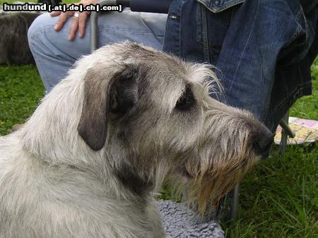 Irish Wolfhound Ausstellung in Heidenau