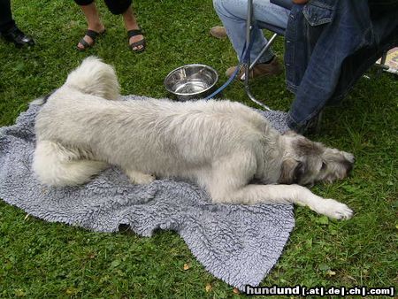 Irish Wolfhound Ausstellung in Heidenau