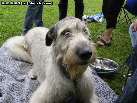 Irish Wolfhound Ausstellung in Heidenau