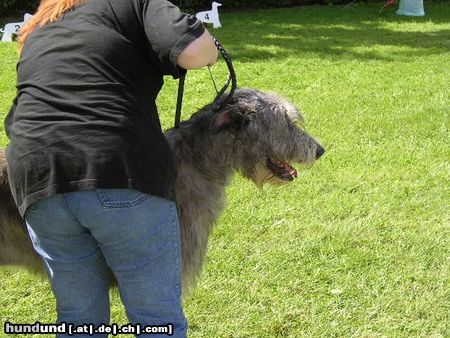 Irish Wolfhound Ausstellung in Heidenau