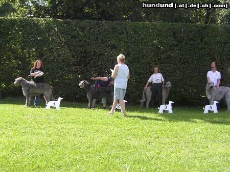 Irish Wolfhound Ausstellung in Heidenau