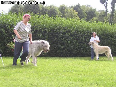 Irish Wolfhound Ausstellung in Heidenau