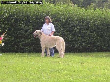 Irish Wolfhound Ausstellung in Heidenau