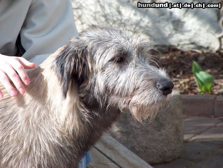 Irish Wolfhound erste Frühlingssonne