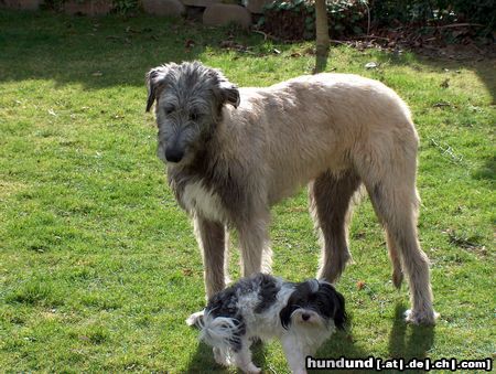 Irish Wolfhound Conrad und Bienchen