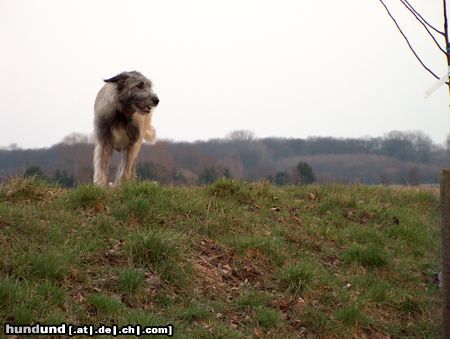 Irish Wolfhound Conrad auf dem Damm