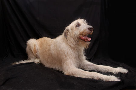 Irish Wolfhound Arthus