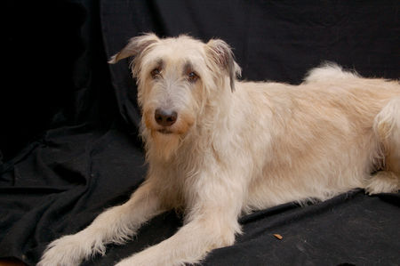 Irish Wolfhound Arthus