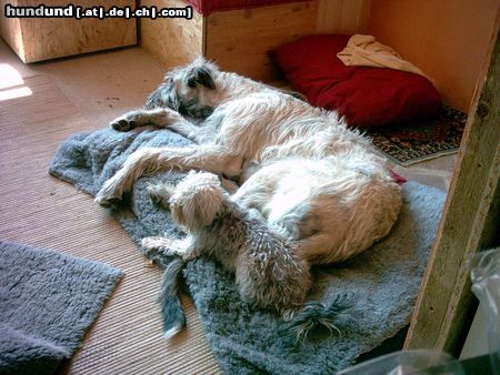 Irish Wolfhound HA, den hätten wir mal geschafft !!!