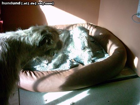 Irish Wolfhound Mach Platz da, will auch in das neue Bett !!