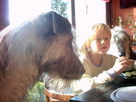 Irish Wolfhound ...ob die wohl MEIN Frühstück wollen ??