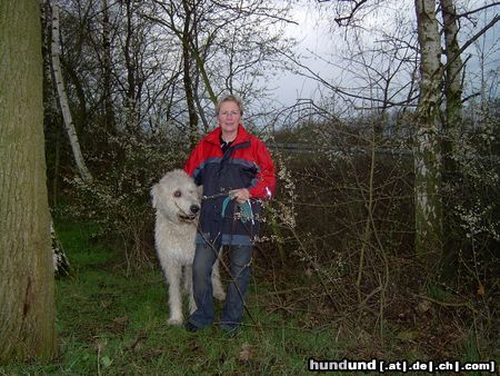 Irish Wolfhound Mein bester Freund Arik  