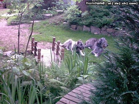 Irish Wolfhound Du oder ich.......?