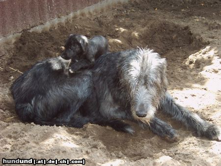 Irish Wolfhound Lucky und Puppy