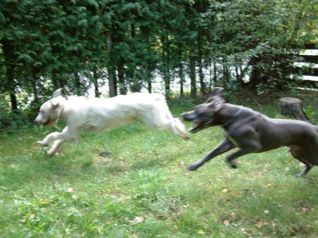 Irish Wolfhound Jugendlicher Übermut 