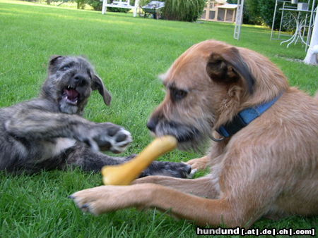 Irish Wolfhound Aidan  und Lena