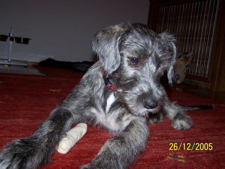 Irish Wolfhound kleine Maus