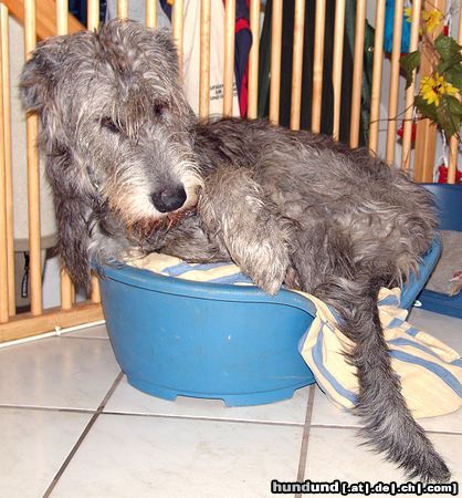 Irish Wolfhound