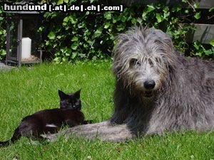 Irish Wolfhound Luca und Zalika