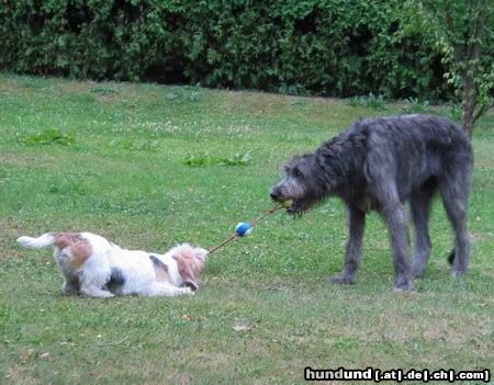 Irish Wolfhound Ganz schön kräftig, der Kleine!