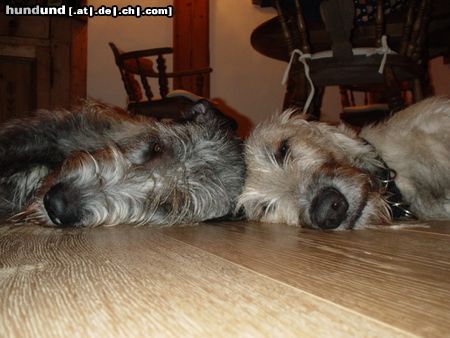 Irish Wolfhound Pascha & Nougat