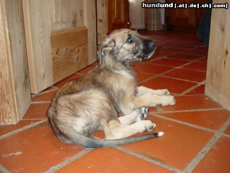 Irish Wolfhound