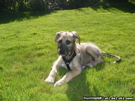 Irish Wolfhound