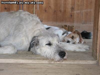 Irish Wolfhound Wir sind ja sooooo müde!