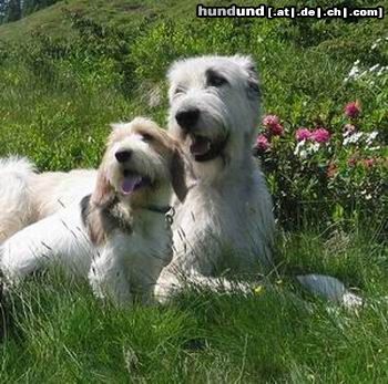 Irish Wolfhound Gute Freunde: Robin und klein Rudi