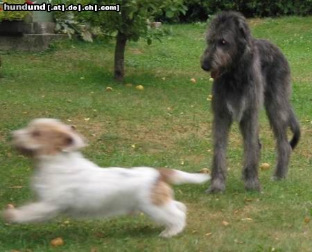 Irish Wolfhound Flott unterwegs...