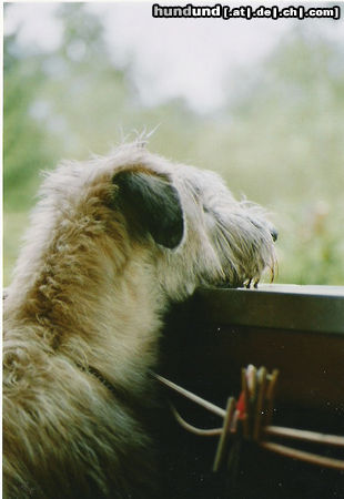 Irish Wolfhound Wo ist der nur hinn ...