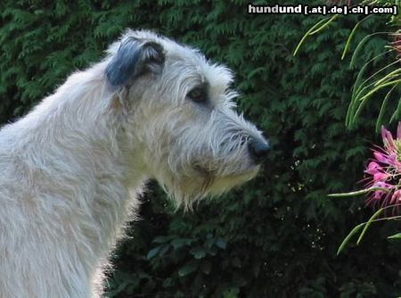 Irish Wolfhound Robin im September 2003