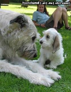 Irish Wolfhound Du bist aber groß!