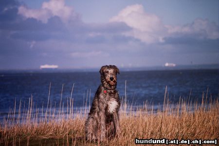 Irish Wolfhound Gaoth Cú macht Urlaub an der See