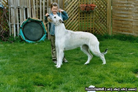 Irish Wolfhound Juniorhändling