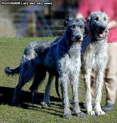 Irish Wolfhound Wolfspaar